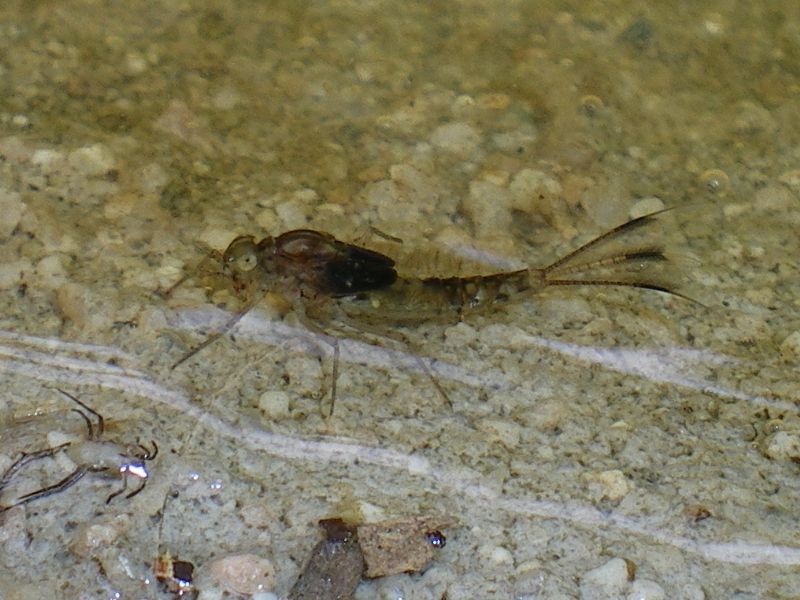 Un ospite sconosciuto nel laghetto