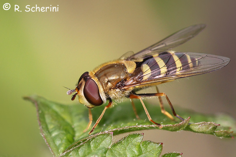 Syrphus vitripennis?