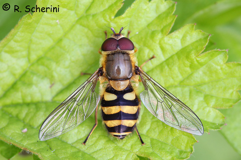 Syrphus vitripennis?