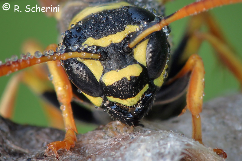 Polistes associus