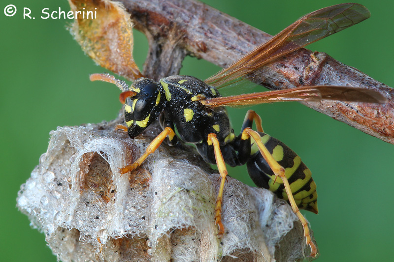 Polistes associus