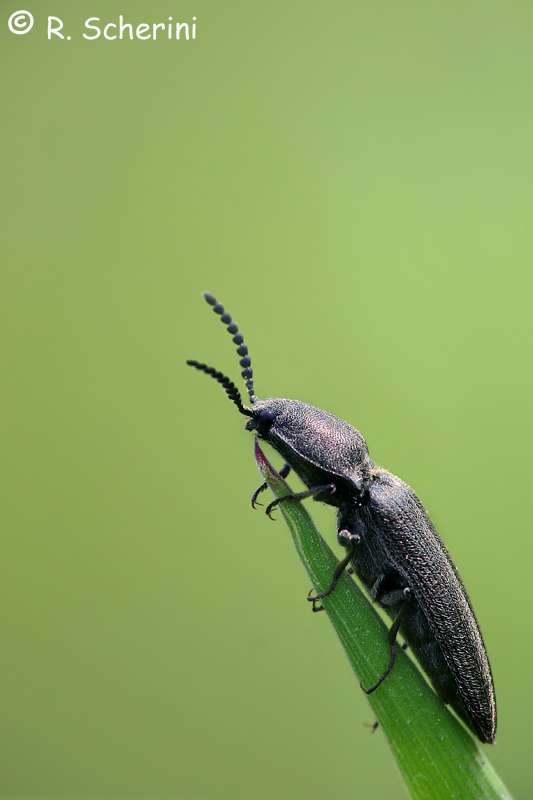 Cidnopus cfr.  pilosus