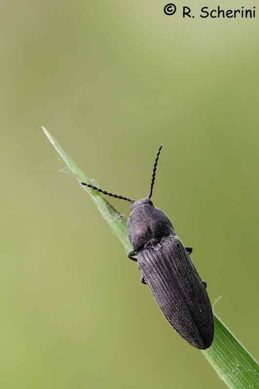 Cidnopus cfr.  pilosus