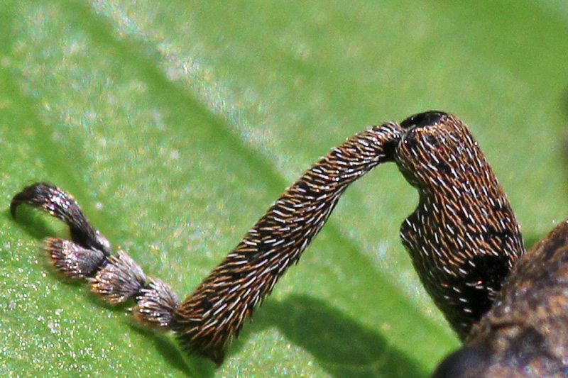 Lepyrus da identificare - Lepyrus capucinus