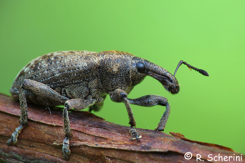 Lepyrus da identificare - Lepyrus capucinus