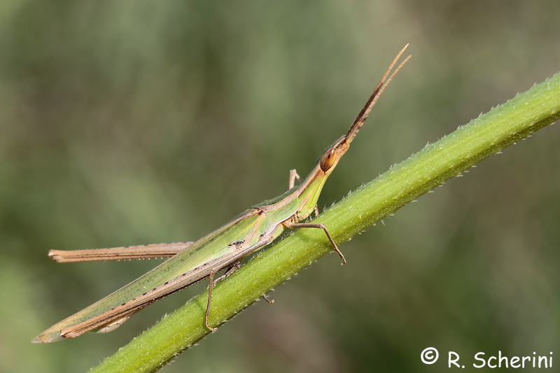 Acrida sp. Speriamo che sia A. turrita