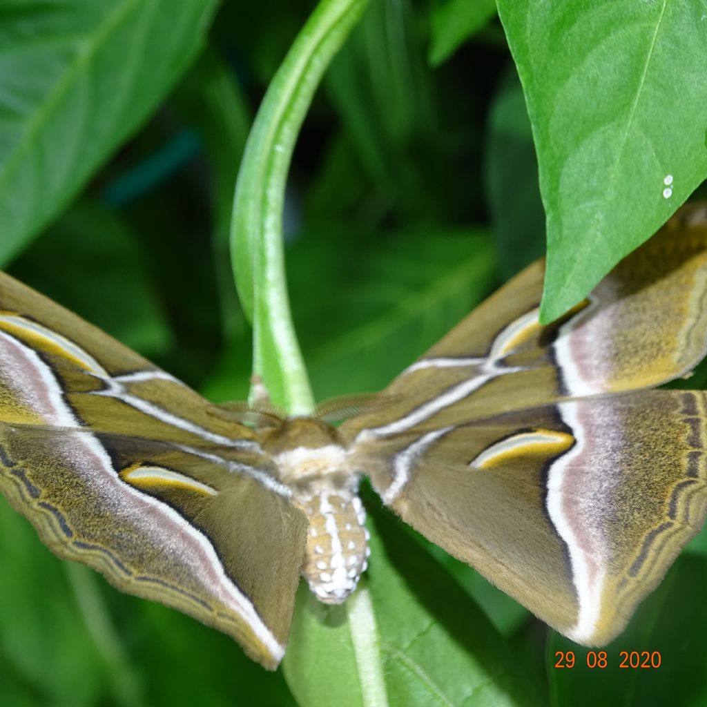 Trovata nell''orto: Samia cynthia - Nymphalidae Sarurninae