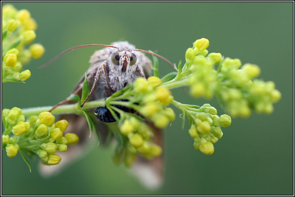 Falena da identificare