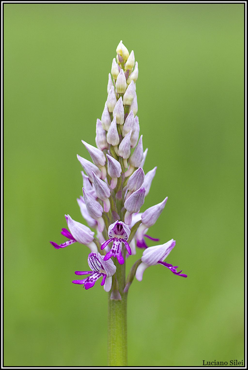 Orchis militaris