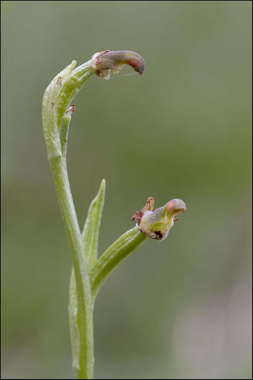 Lusus - Ophrys sphegodes