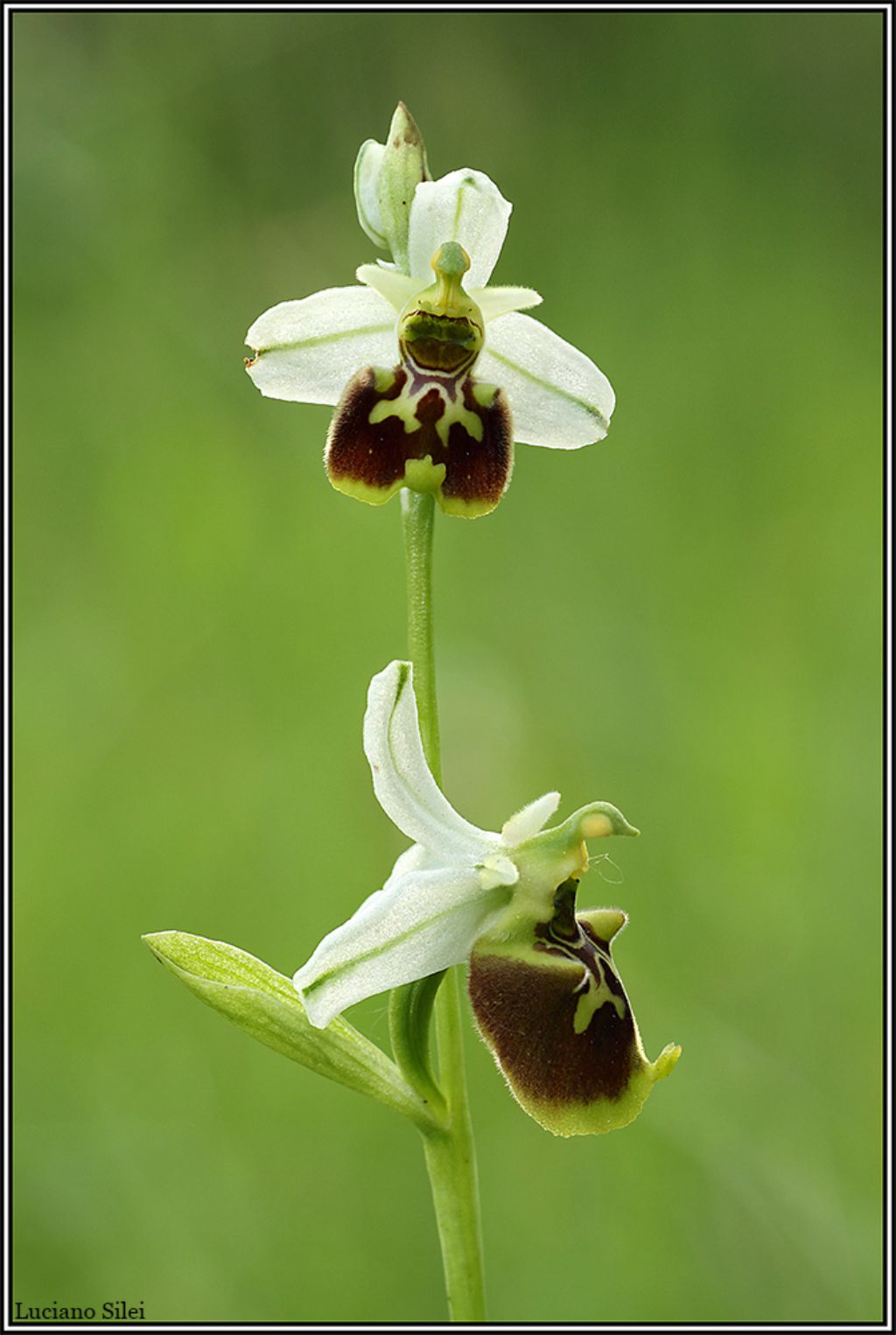 E se fosse Ophrys tetraloniae?