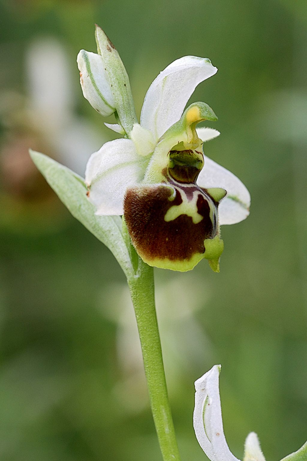 E se fosse Ophrys tetraloniae?