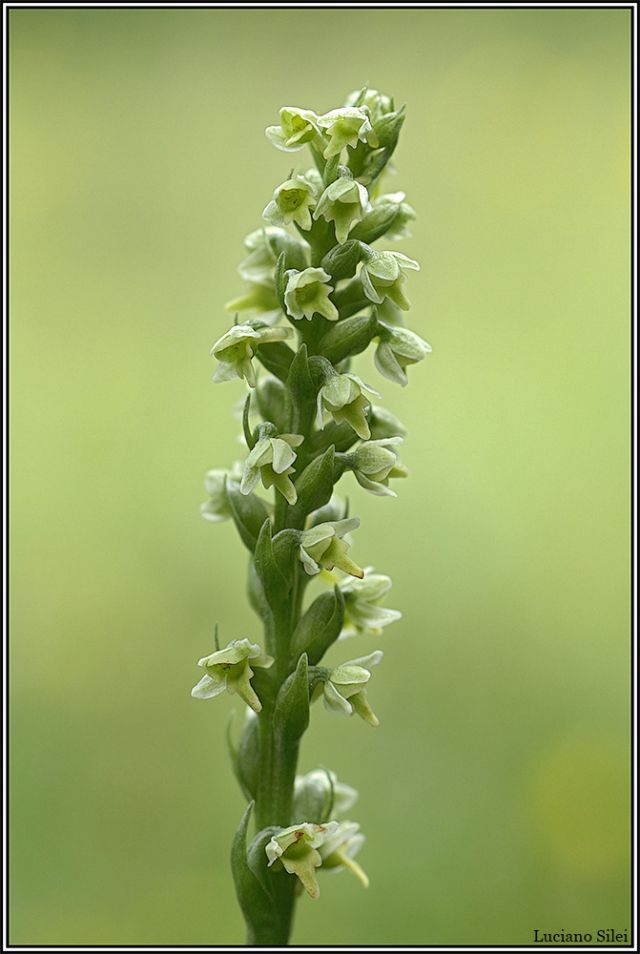 Le due variet di Pseudorchis albida