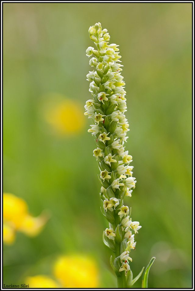 Le due variet di Pseudorchis albida