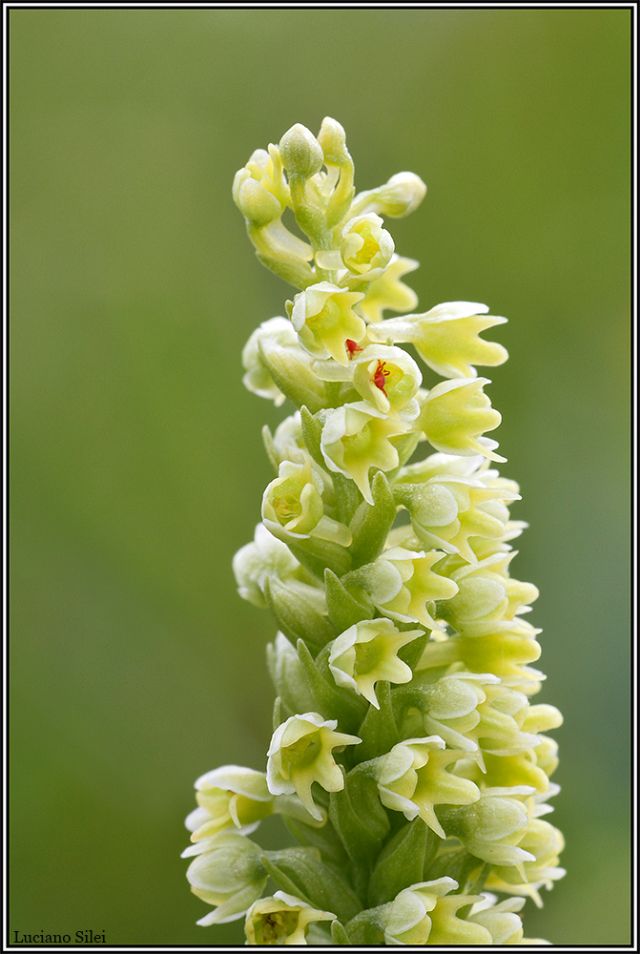 Le due variet di Pseudorchis albida