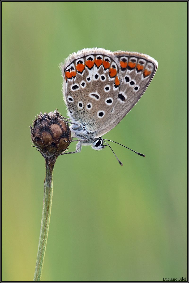 Tutte Polyommatus icarus?