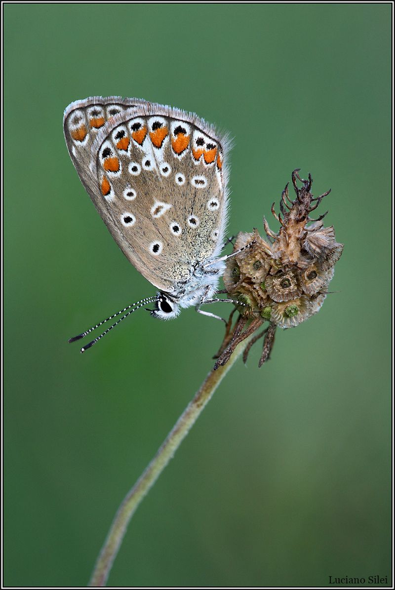 Tutte Polyommatus icarus?