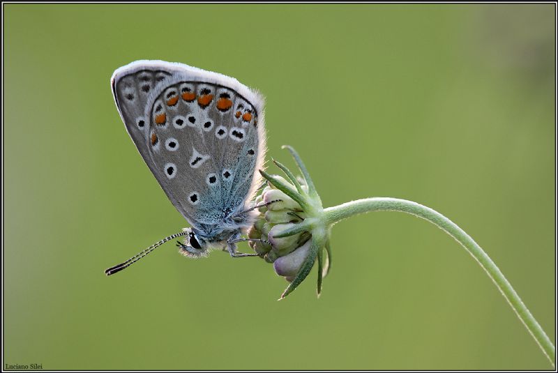 Tutte Polyommatus icarus?