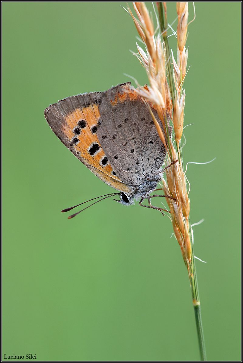 Lycaena phlaeas? - S