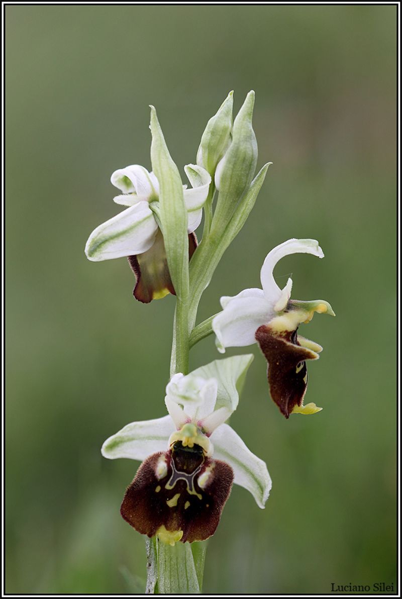 Ophrys holosericea