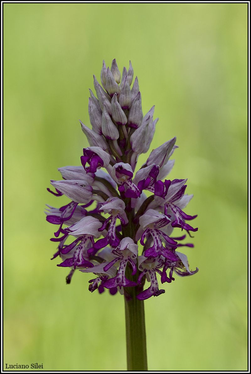 Continuano le novit: Orchis militaris