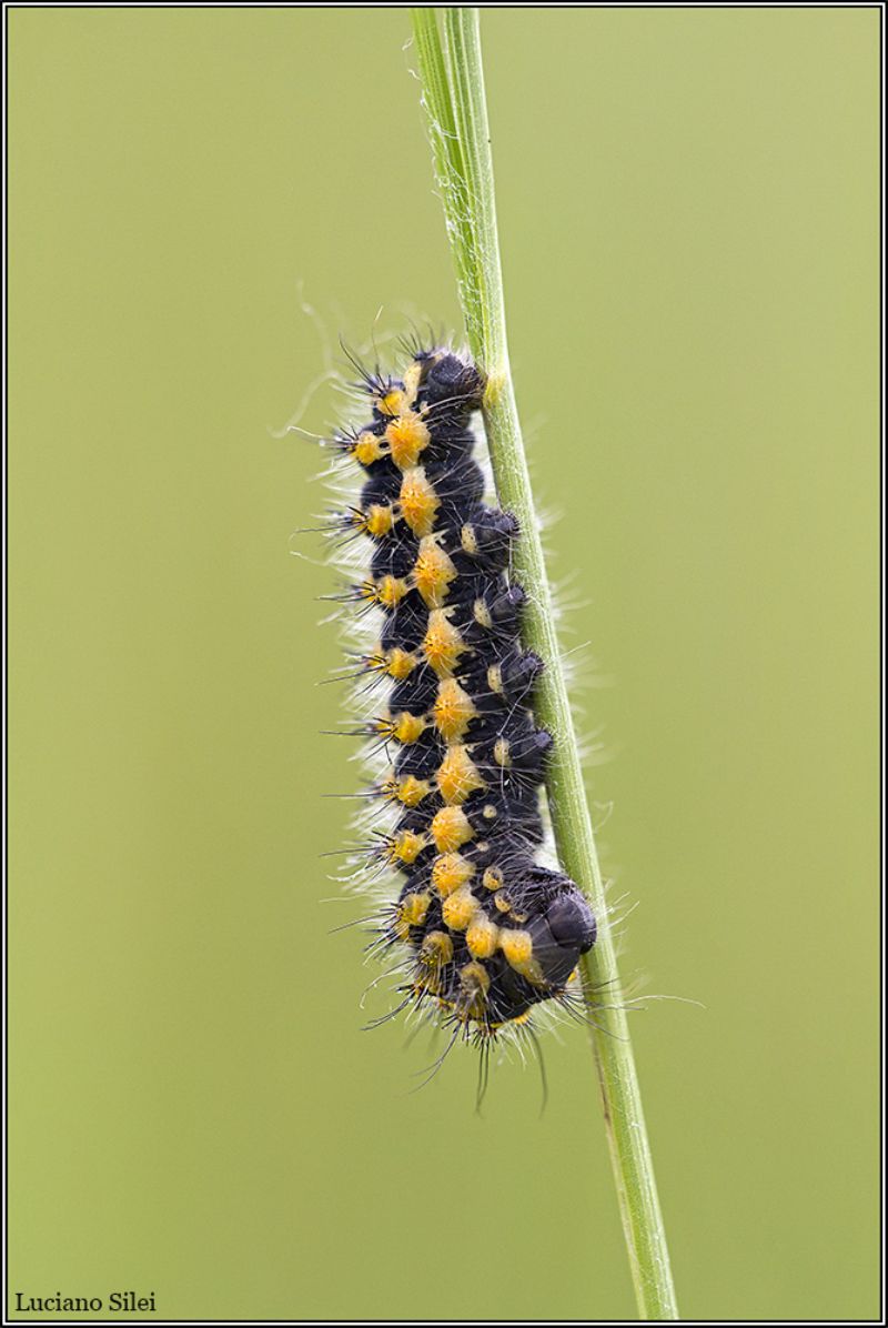 ID bruco - Saturnia pavoniella