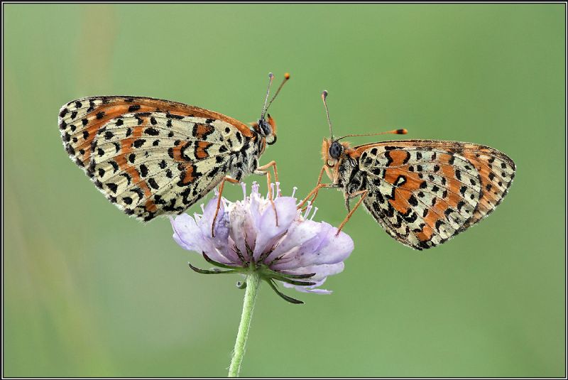 Coppia di melitaea