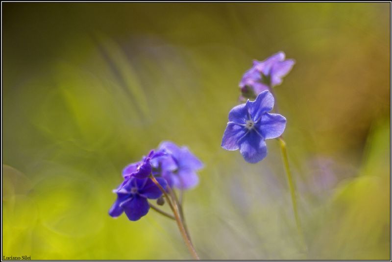 Omphalodes verna