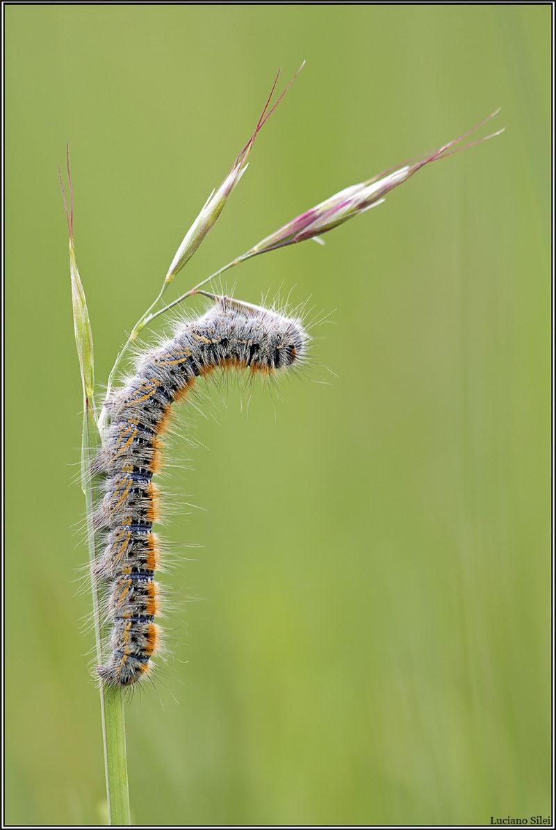 Bruco da determinare - Lasiocampa (Pachygastria) trifolii