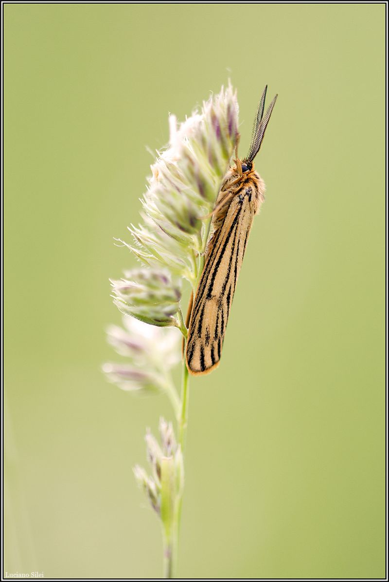 Quale falena? - Coscinia striata