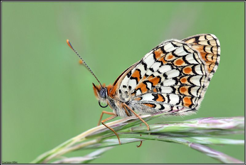 Melitaea phoebe