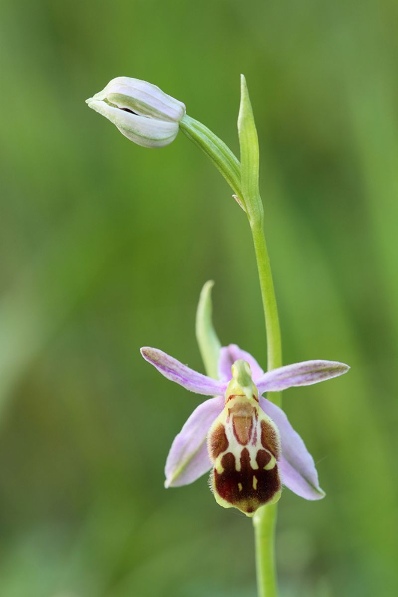 Ophrys apifera strana (var. curviflora?)