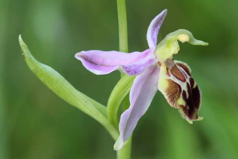 Ophrys apifera strana (var. curviflora?)