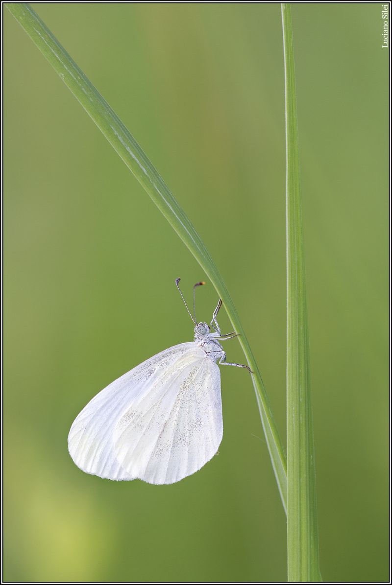 Quale Pieridae? - Leptidea sp.