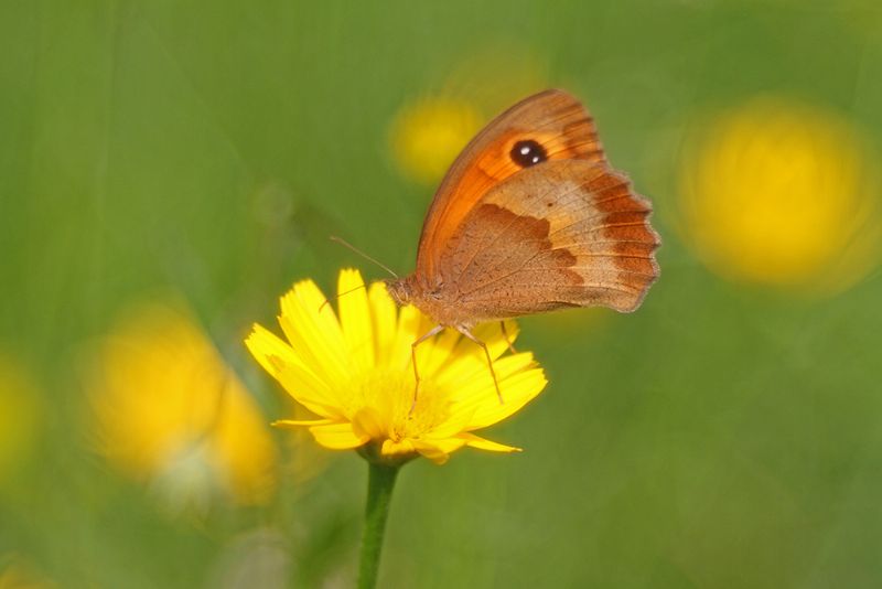 Pyronia tithonus? No, Maniola jurtina