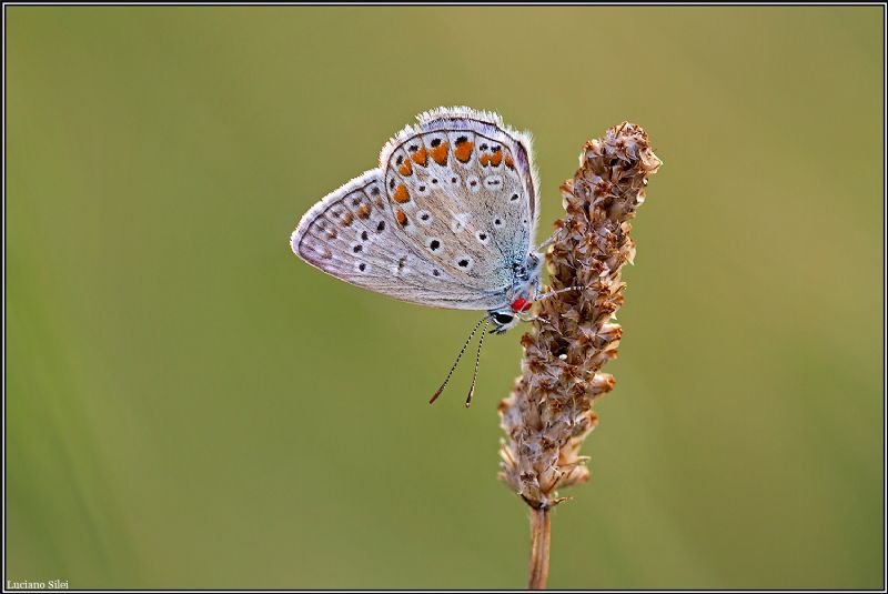 parassiti su Polyommatus?