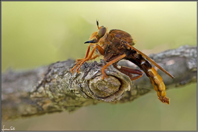 Asilus crabroniformis maschio (Asilidae)