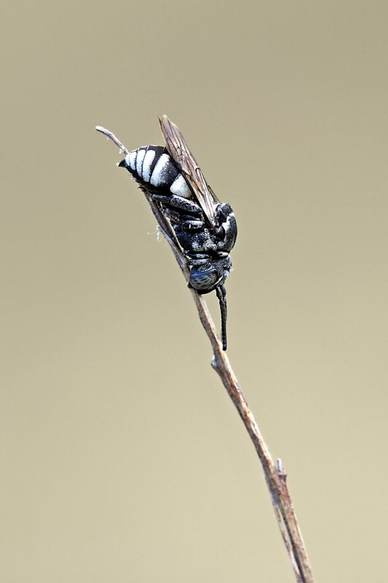 Epeolus sp. (Apidae)