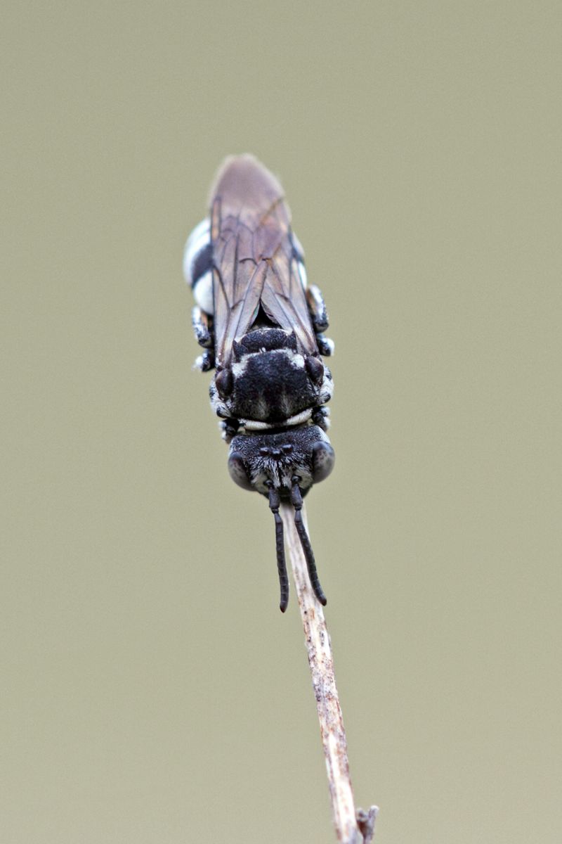 Epeolus sp. (Apidae)