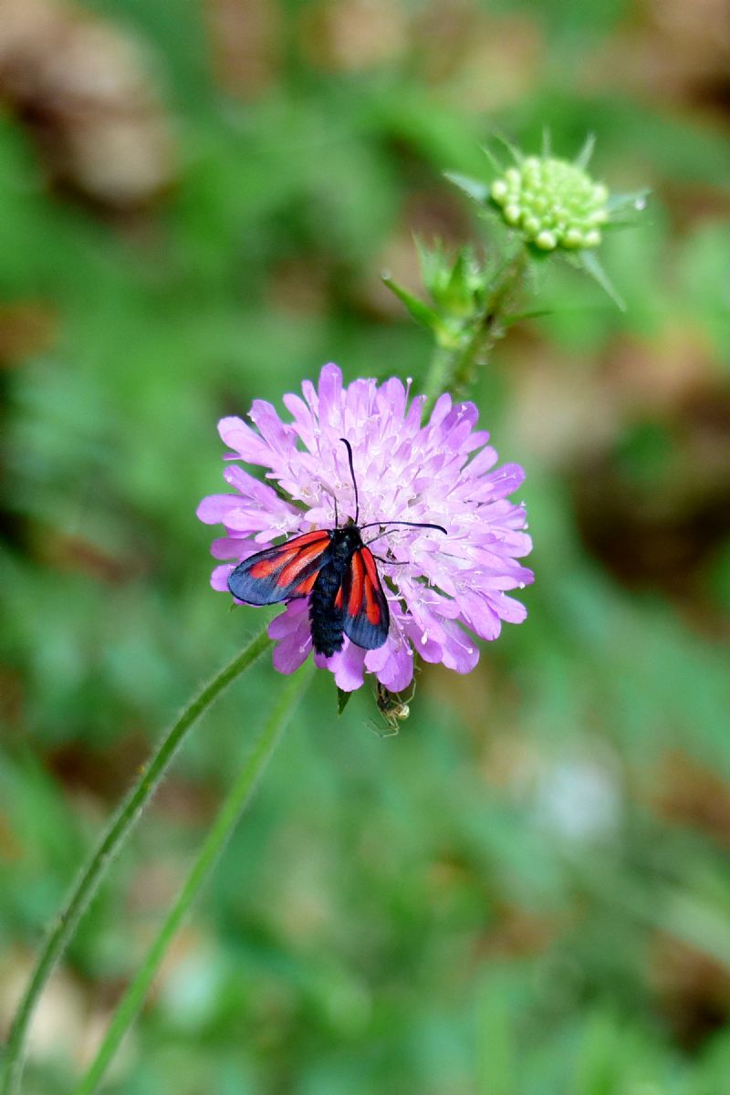 Che sia Zygaena (Zygaena) osterodensis? S