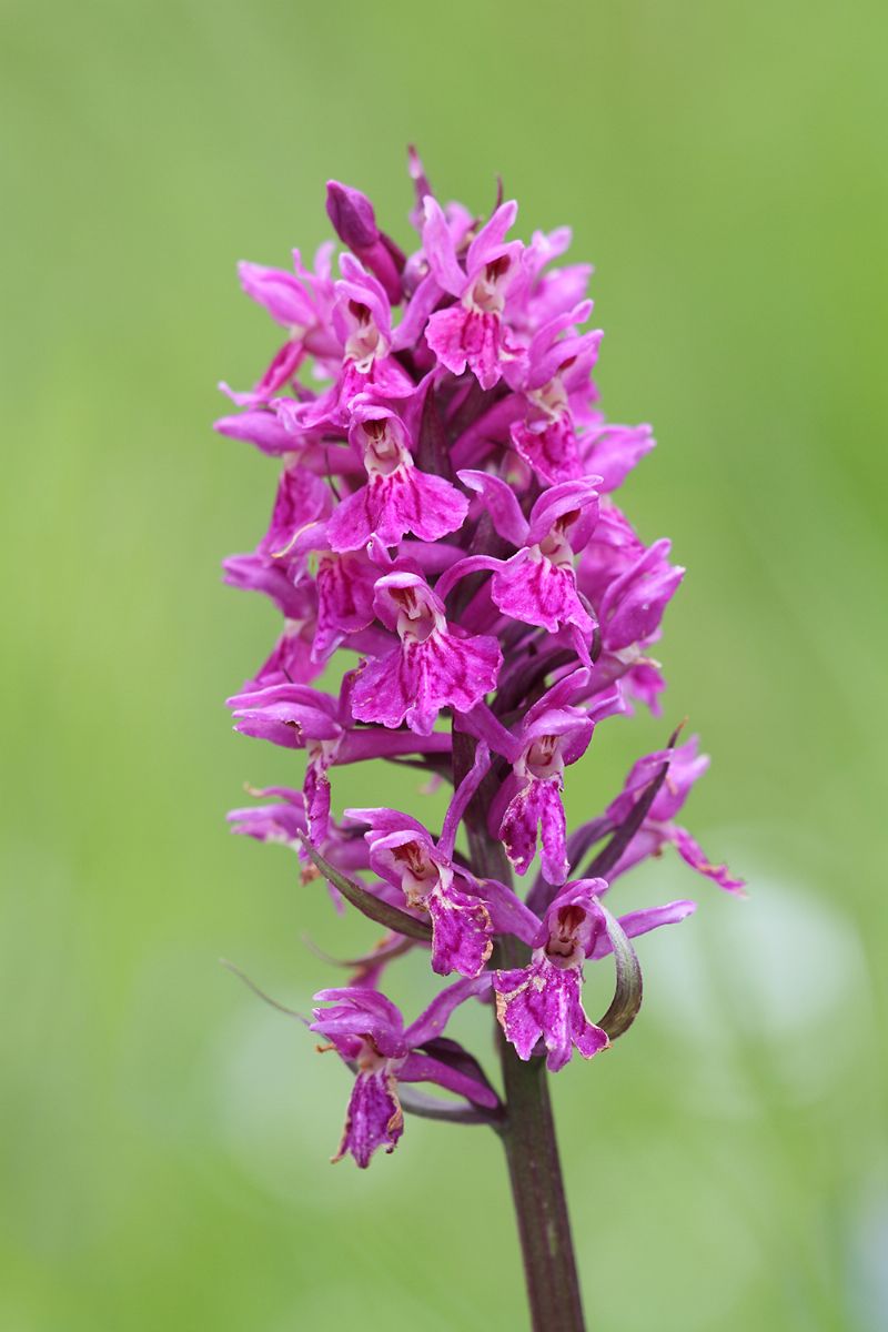 Dactylorhiza ...?