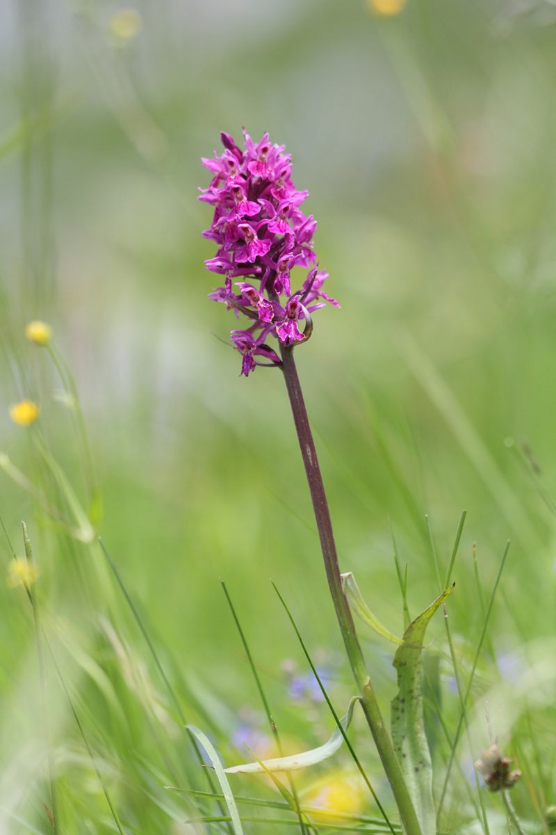 Dactylorhiza ...?