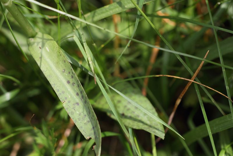 Dactylorhiza ...?