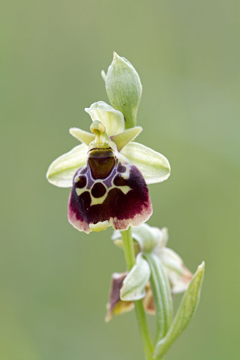 Ophrys holosericea a luglio