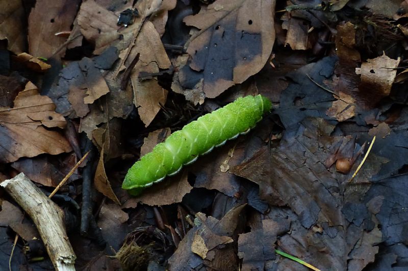 bruco da identificare - Aglia tau, Saturniidae