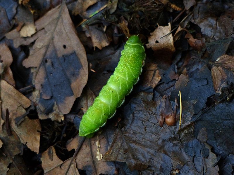 bruco da identificare - Aglia tau, Saturniidae