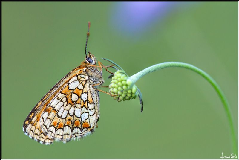 chiedo conferma per Melitaea phoebe. No, M. athalia - Nymphalidae