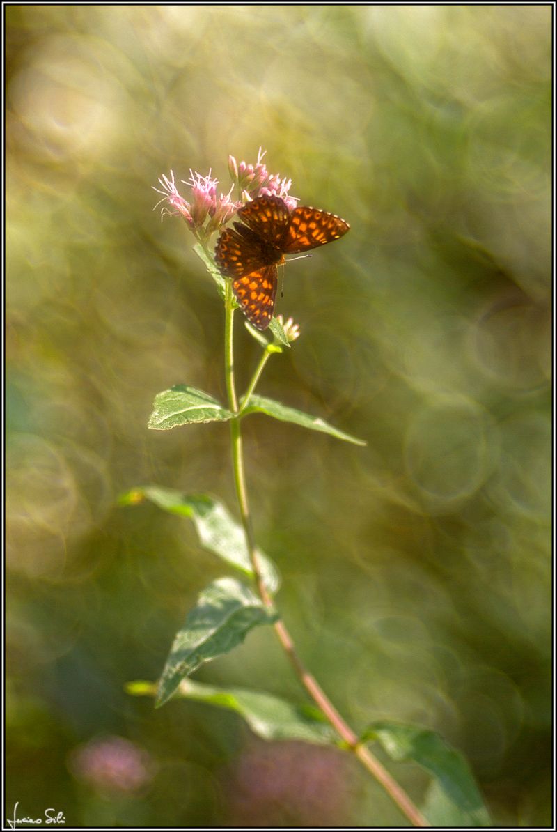 Boloria? No, Hamearis lucina, Riodinidae