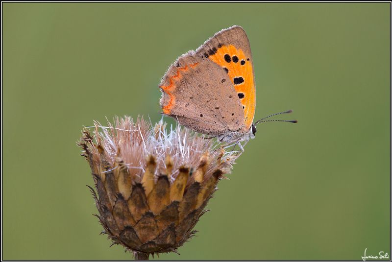 Lycaena phlaeas? S