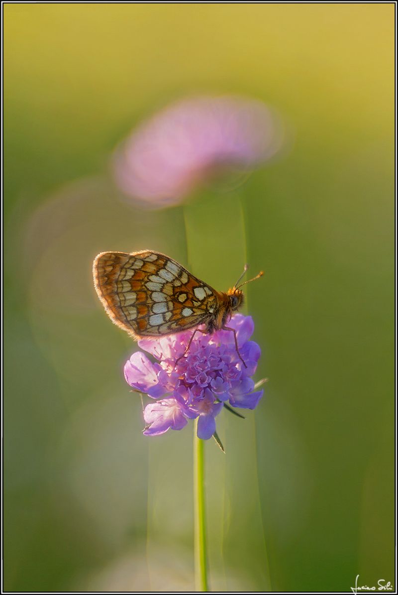 Ancora una Melitaea da identificare